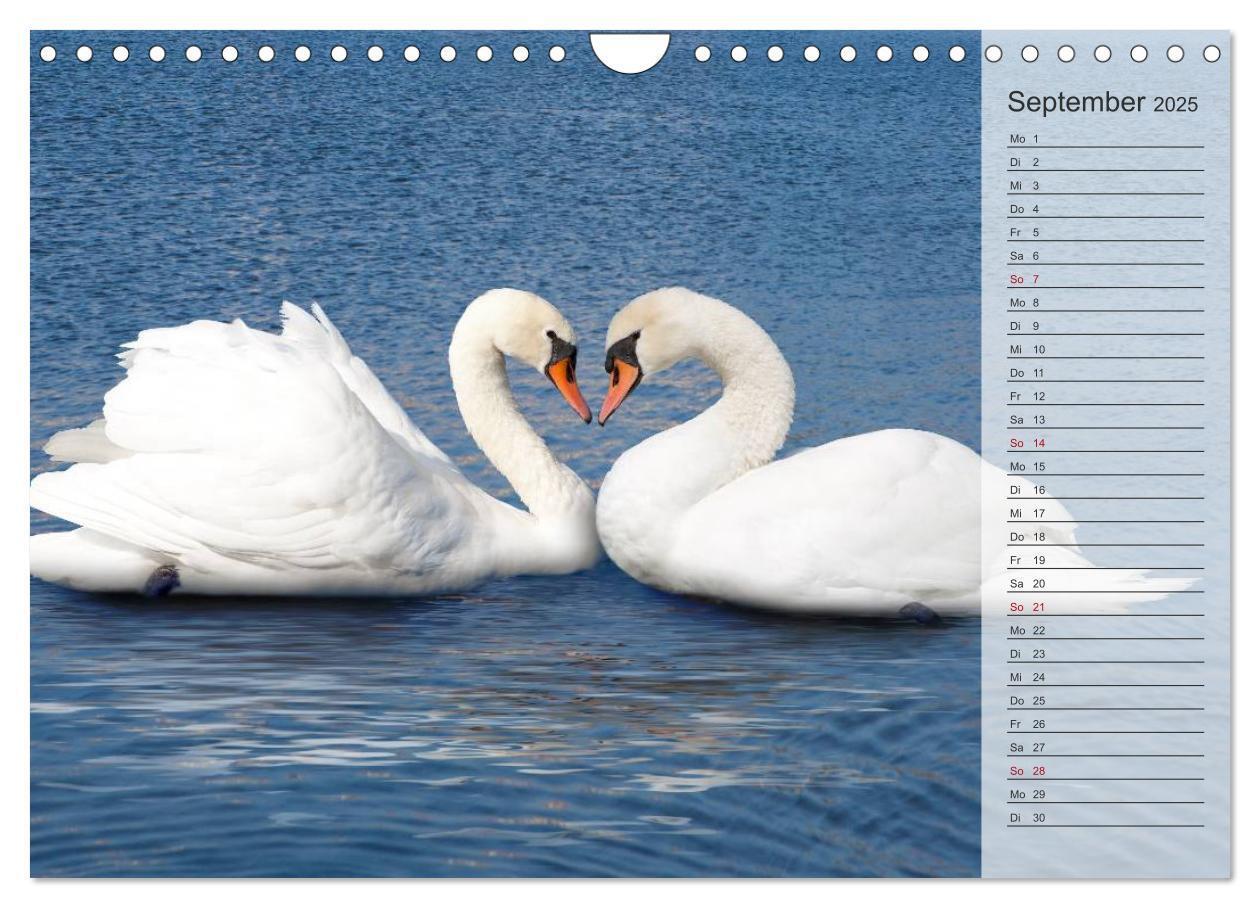 Bild: 9783435622108 | Tage von Herzen (Wandkalender 2025 DIN A4 quer), CALVENDO...