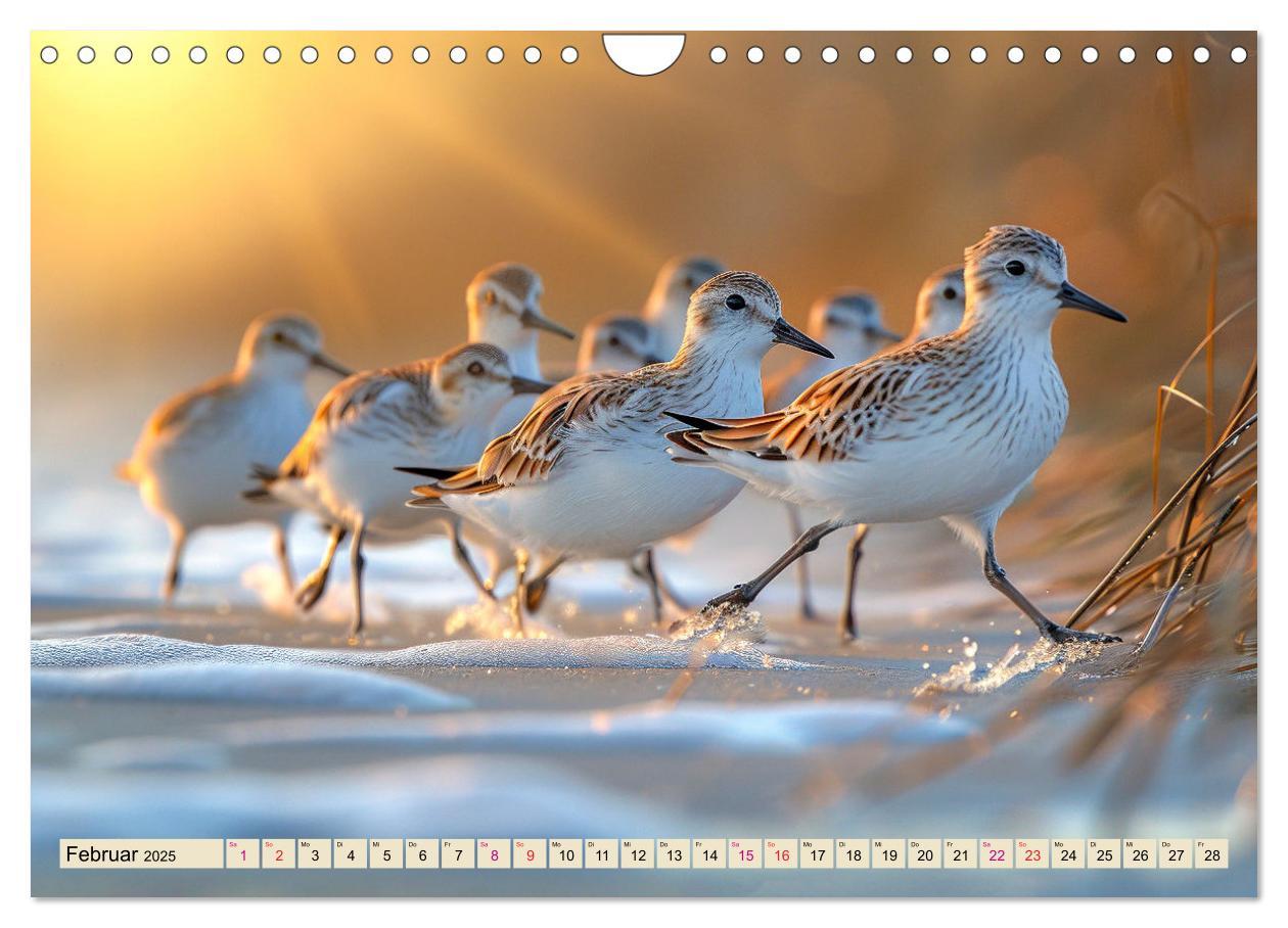 Bild: 9783383768354 | Strandläufer - immer flink unterwegs (Wandkalender 2025 DIN A4...