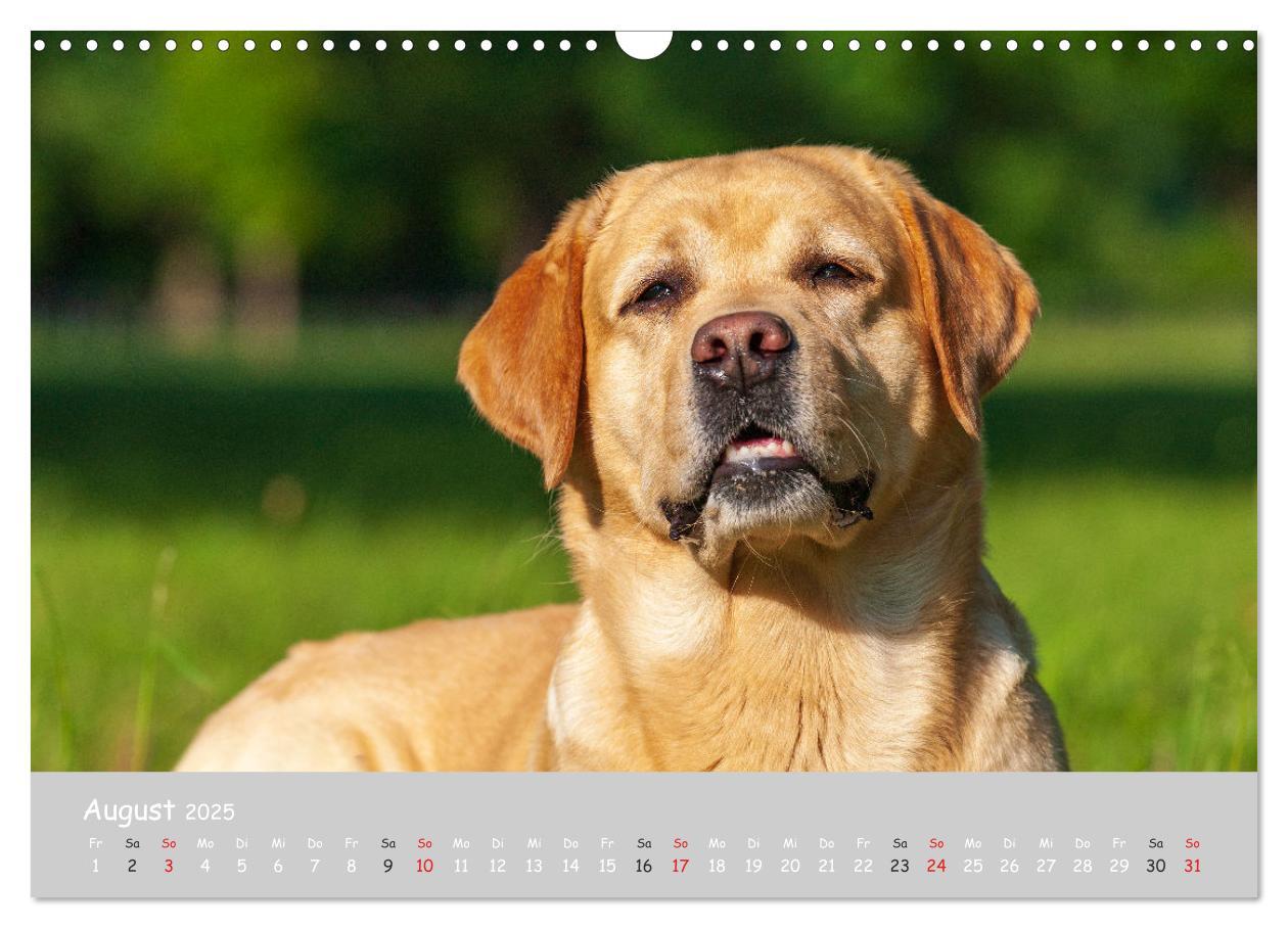 Bild: 9783435532025 | Liebenswerter Labrador 2025 (Wandkalender 2025 DIN A3 quer),...