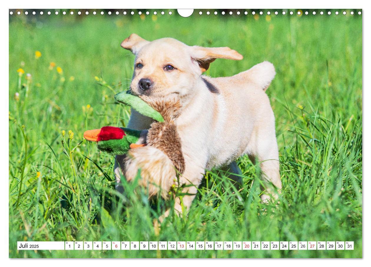 Bild: 9783435211258 | Labrador Retriever Welpen - Kleine Weltentdecker (Wandkalender 2025...