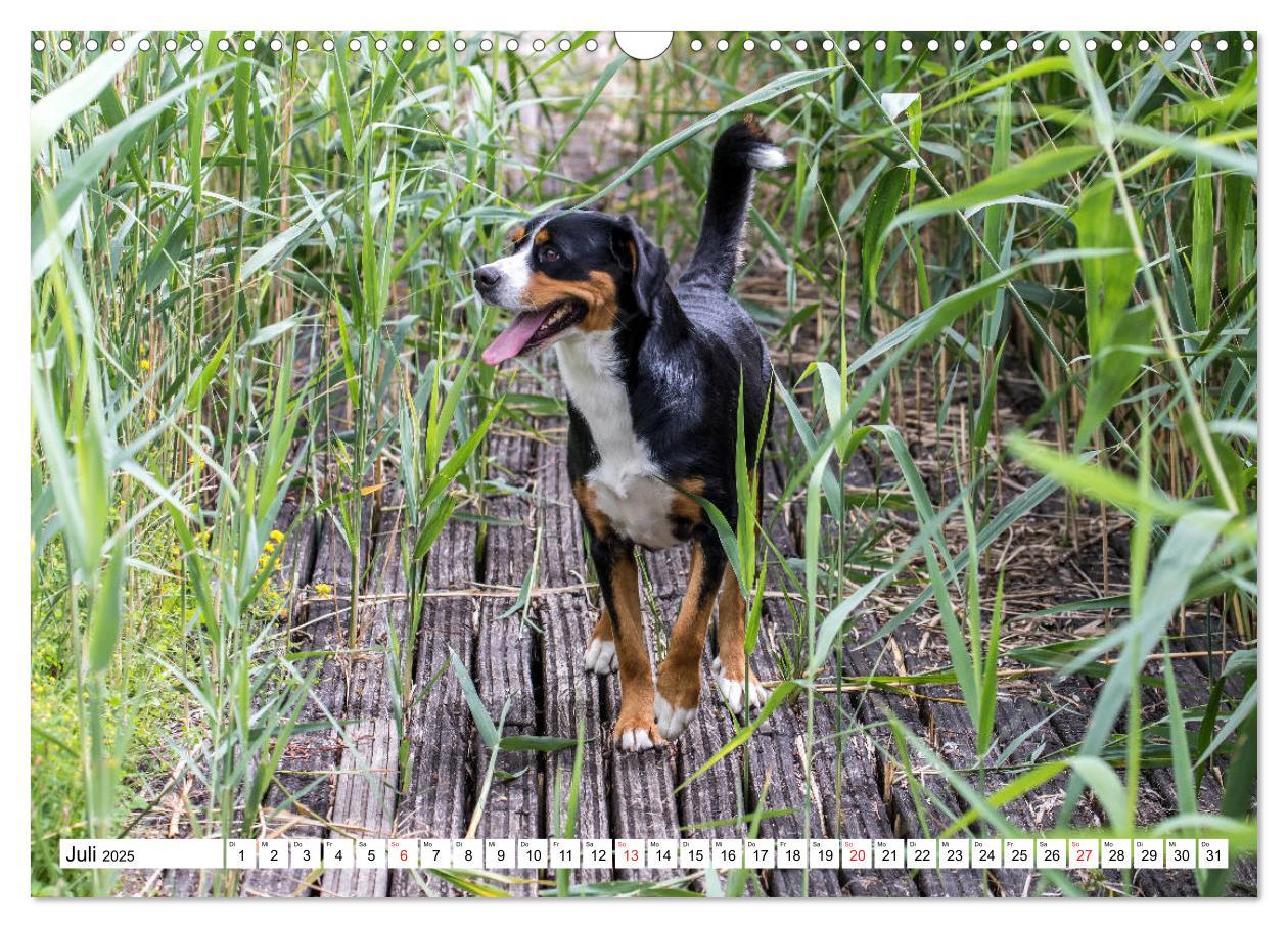 Bild: 9783435332892 | Großer Schweizer Sennenhund (Wandkalender 2025 DIN A3 quer),...