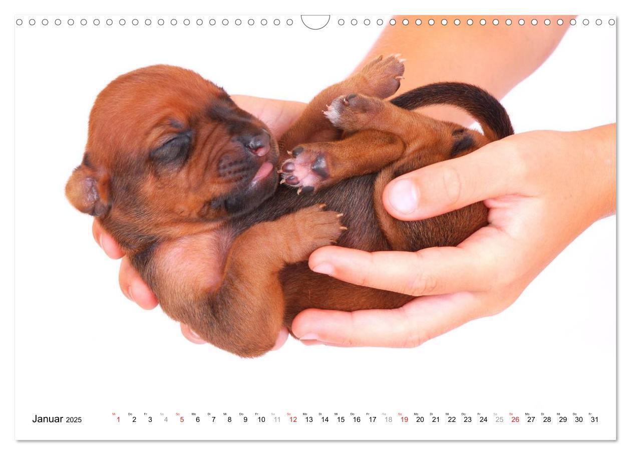 Bild: 9783435623518 | Rhodesian Ridgeback Welpen (Wandkalender 2025 DIN A3 quer),...