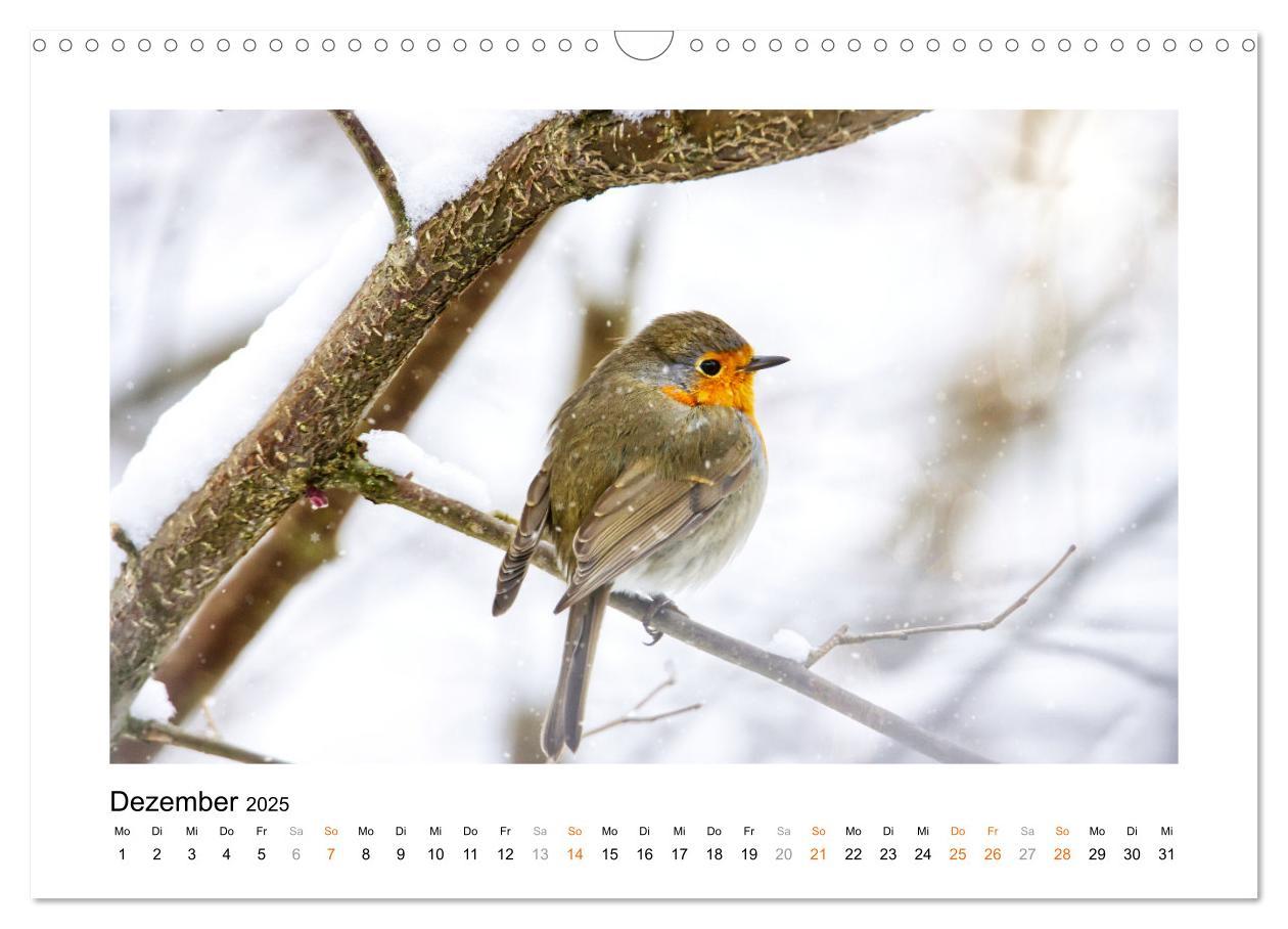 Bild: 9783383914829 | Zauberhafte Rotkehlchen (Wandkalender 2025 DIN A3 quer), CALVENDO...