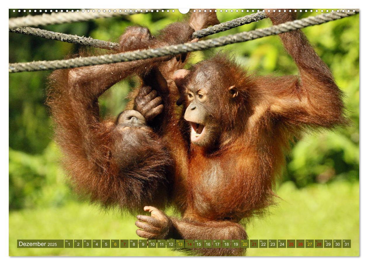 Bild: 9783435361045 | Waldmenschen - Orang Utans auf Borneo (hochwertiger Premium...