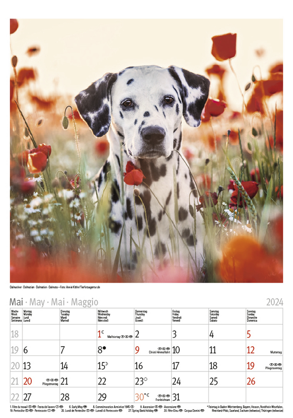 Bild: 9783731868965 | Hunde 2024 | Korsch Verlag | Kalender | Spiralbindung | 13 S. | 2024