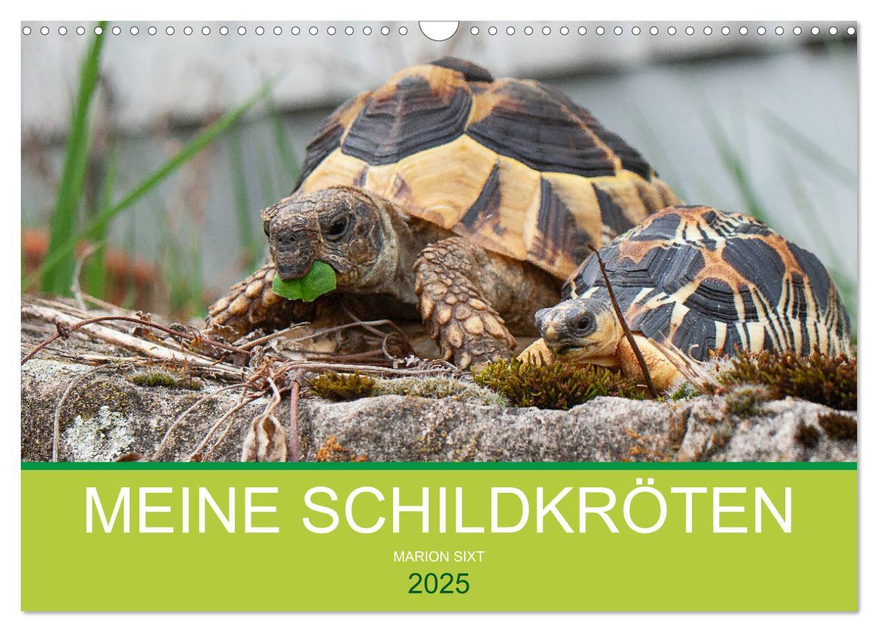 Cover: 9783435315505 | Meine Schildkröten (Wandkalender 2025 DIN A3 quer), CALVENDO...