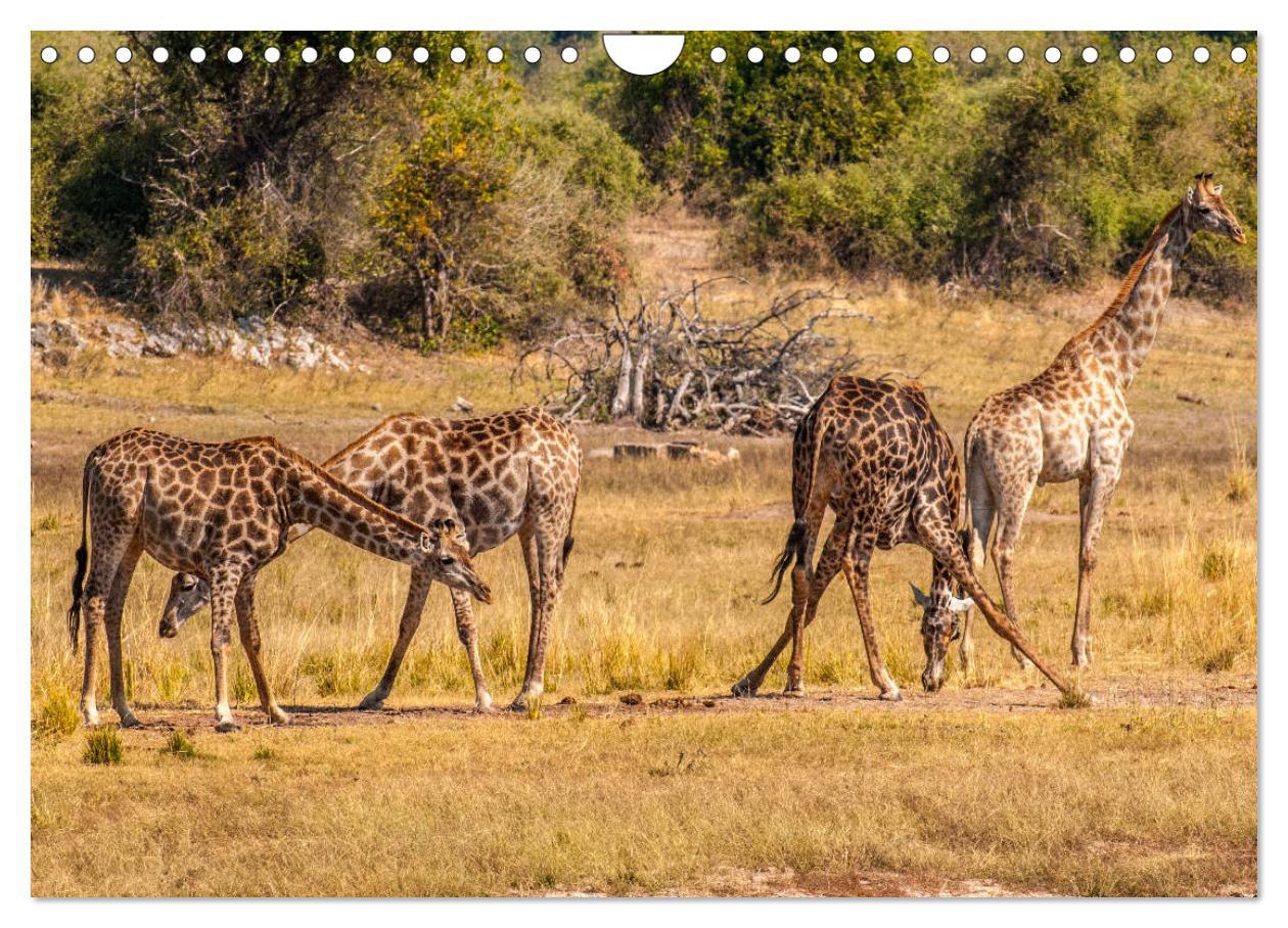 Bild: 9783435373024 | Chobe River - Eine spannende Flussfahrt in Botswana (Wandkalender...