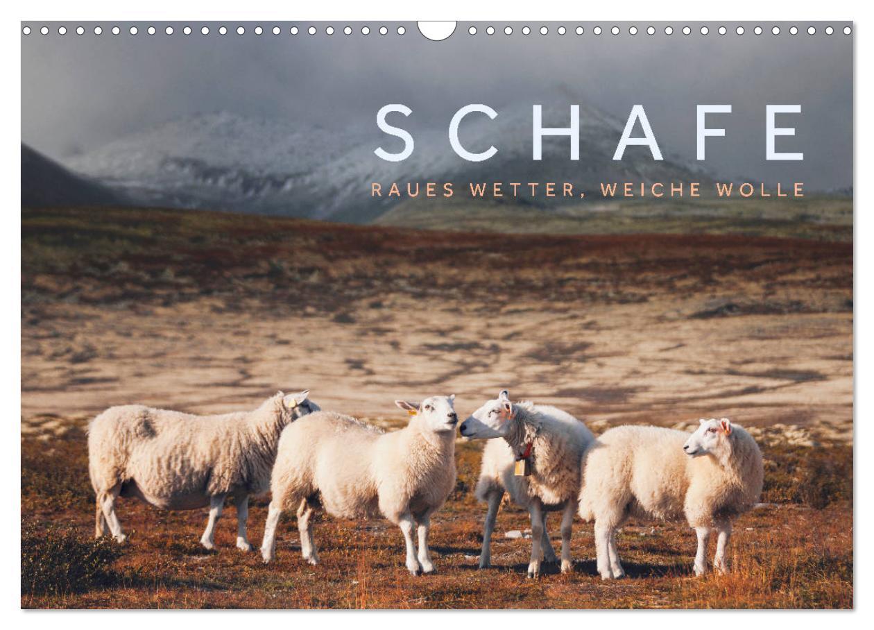 Cover: 9783435185009 | Schafe - Raues Wetter, weiche Wolle (Wandkalender 2025 DIN A3...