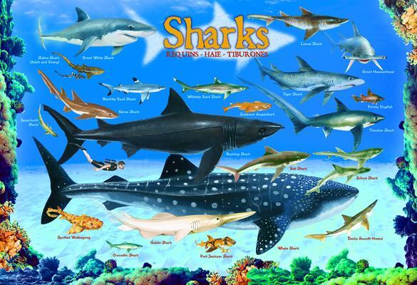 Cover: 628136610797 | Sharks 100 Pieces Eurographics Kids 5+ | Stück | Englisch | 2018