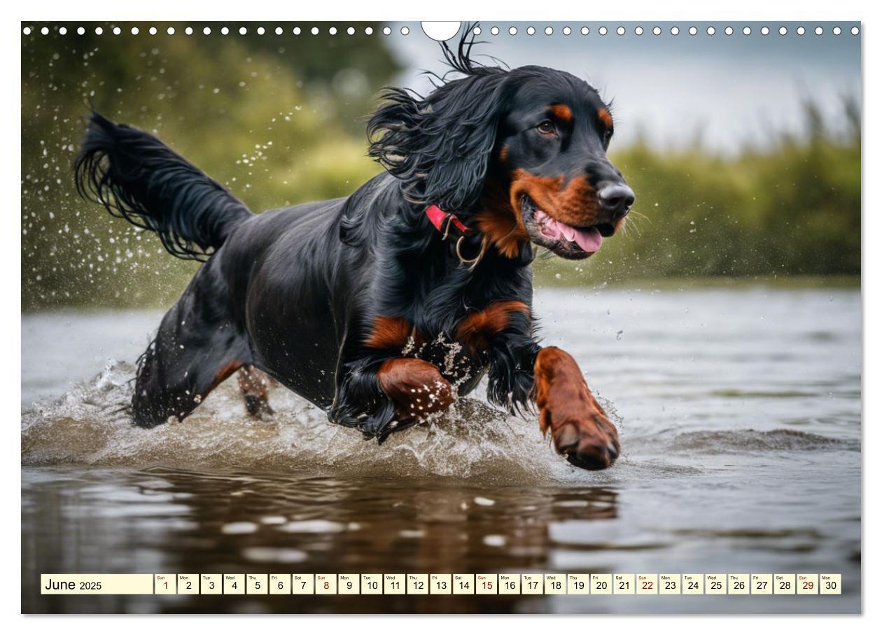 Bild: 9781325979608 | Gordon Setter - elegant powerhouse (Wall Calendar 2025 DIN A3...