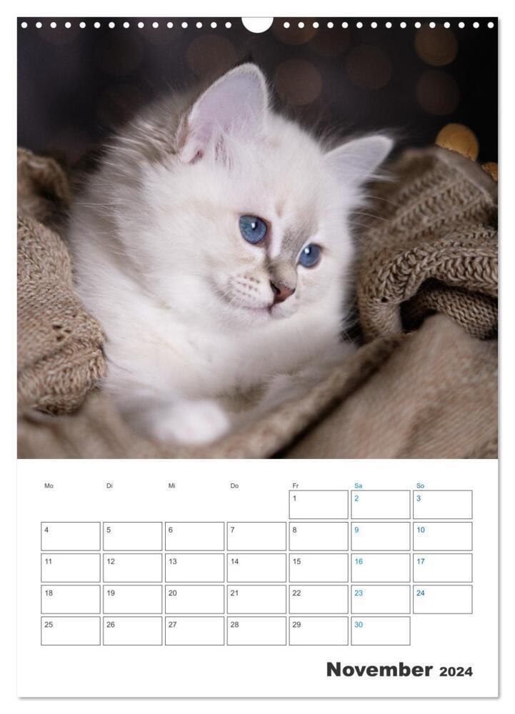 Bild: 9783675429734 | Heilige Birma Kittenkalender mit Planer (Wandkalender 2024 DIN A3...