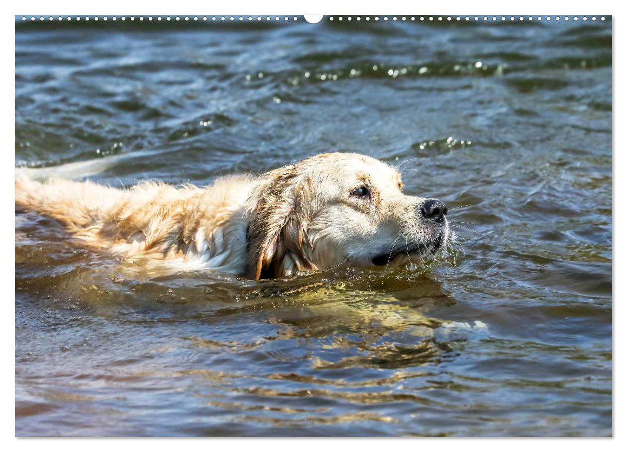 Bild: 9783435542277 | Golden Retriever ein treuer Begleiter (Wandkalender 2025 DIN A2...