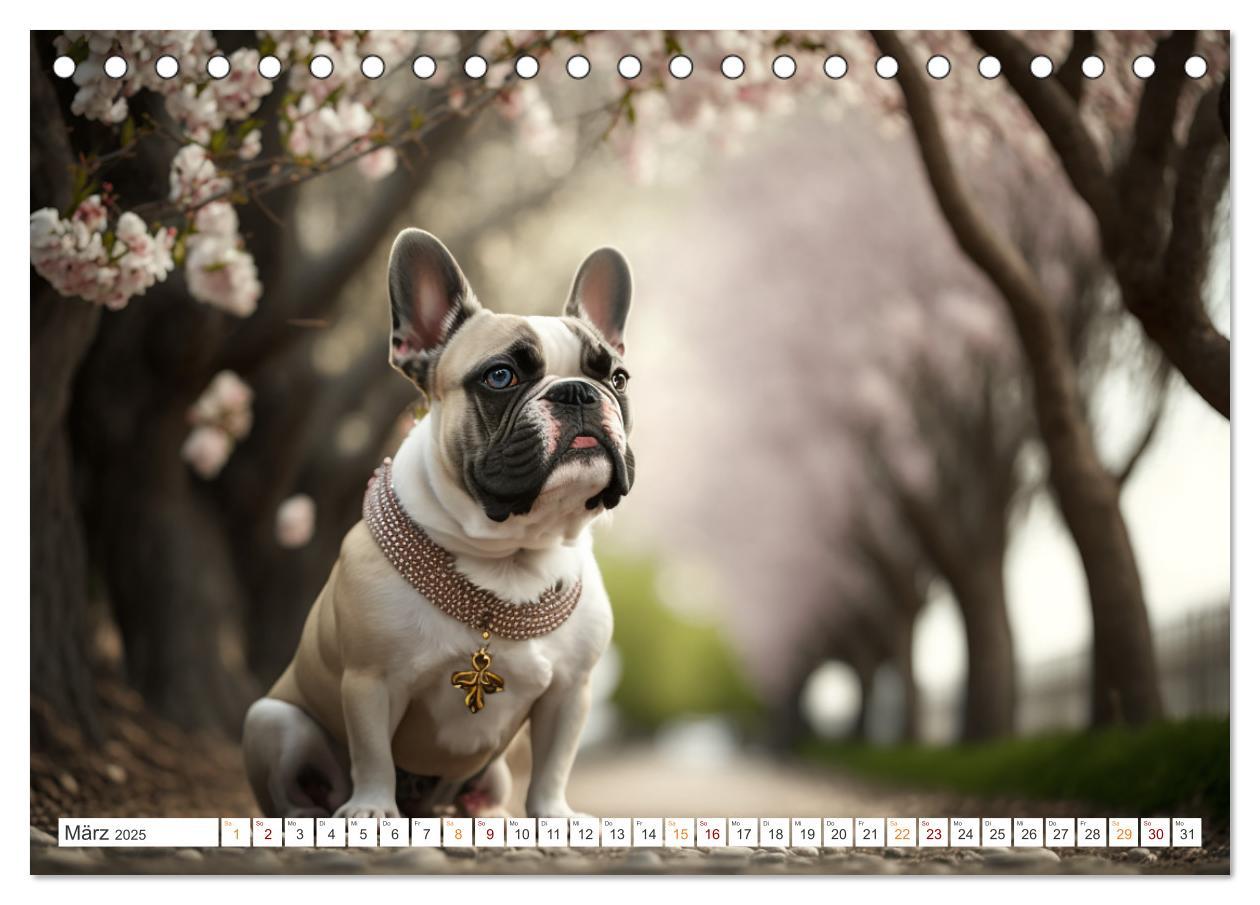 Bild: 9783383909153 | Französische Bulldoggen (Tischkalender 2025 DIN A5 quer), CALVENDO...