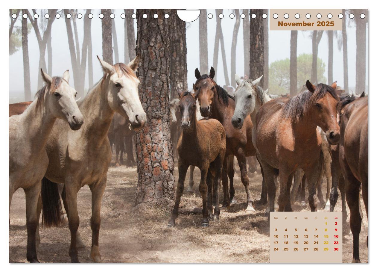 Bild: 9783435105823 | Pferde - Andalusiens wilder Westen (Wandkalender 2025 DIN A4 quer),...