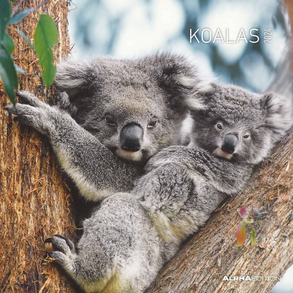 Cover: 4251732335441 | Koalas 2024 - Broschürenkalender 30x30 cm (30x60 geöffnet) -...