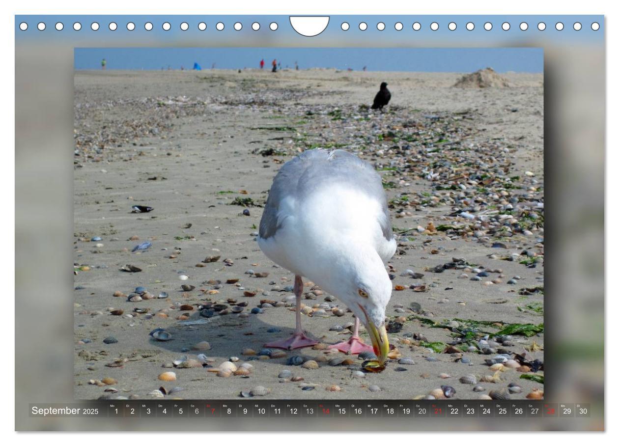 Bild: 9783435683611 | Baltrum - Ein Tag am Strand (Wandkalender 2025 DIN A4 quer),...