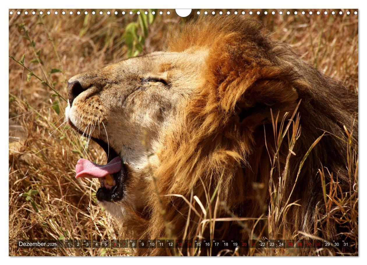 Bild: 9783435250714 | Afrika - Zauber der Wildnis (Wandkalender 2025 DIN A3 quer),...