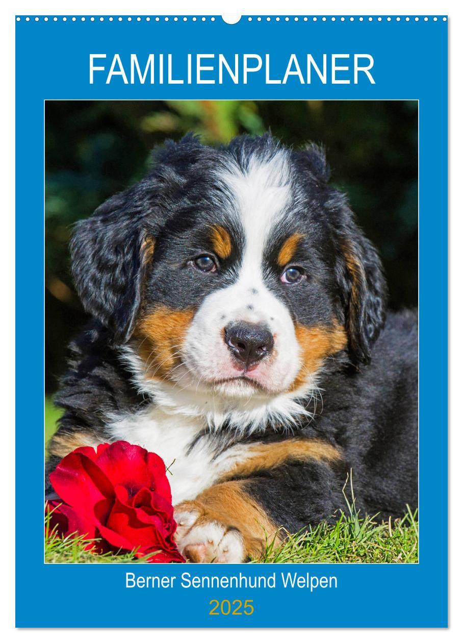 Cover: 9783435958672 | Familienplaner Berner Sennenhund Welpen (Wandkalender 2025 DIN A2...