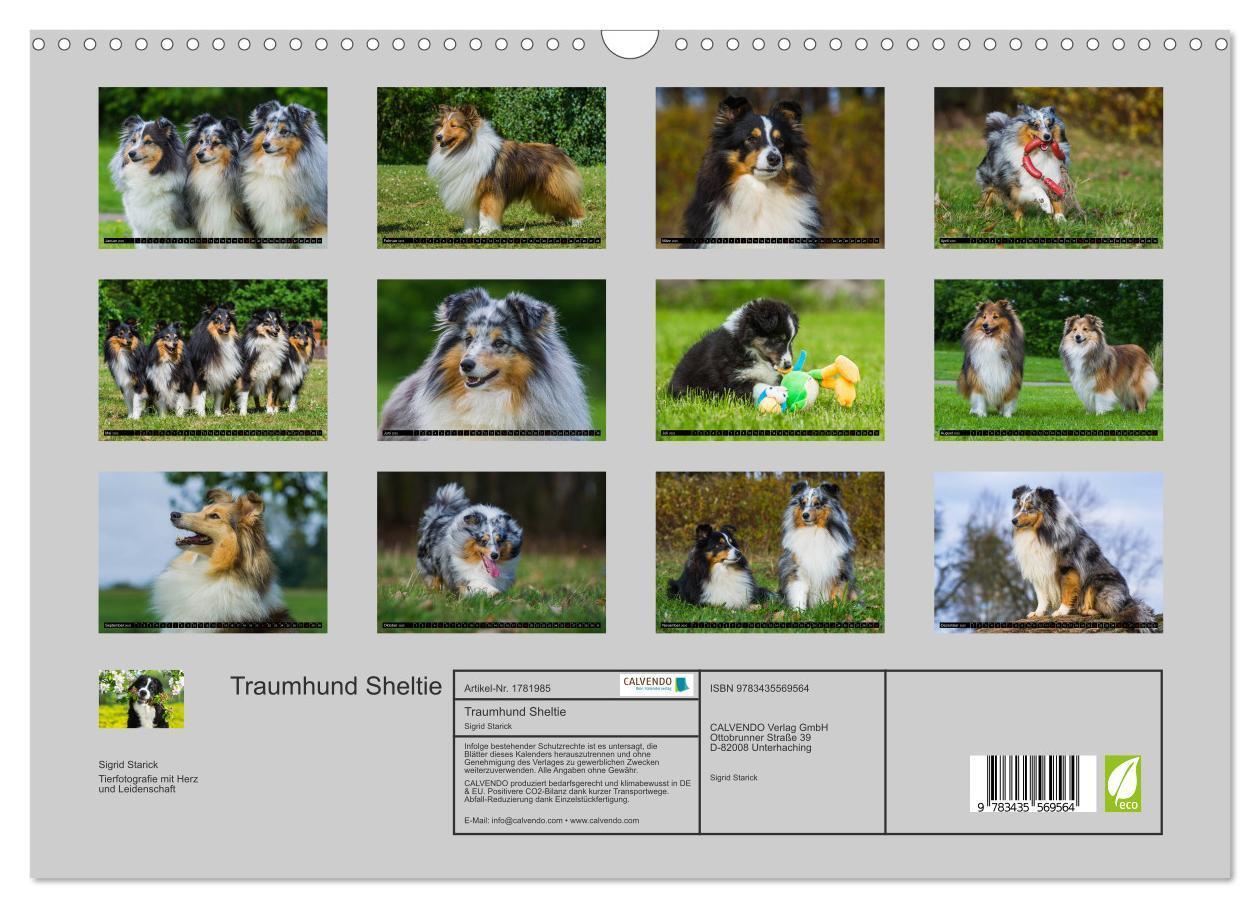 Bild: 9783435569564 | Traumhund Sheltie (Wandkalender 2025 DIN A3 quer), CALVENDO...