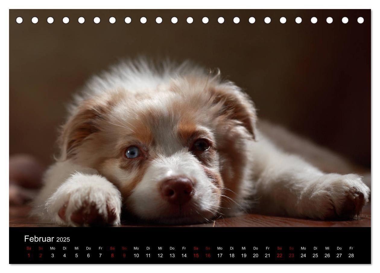 Bild: 9783435435517 | Charmante Australian Shepherds (Tischkalender 2025 DIN A5 quer),...