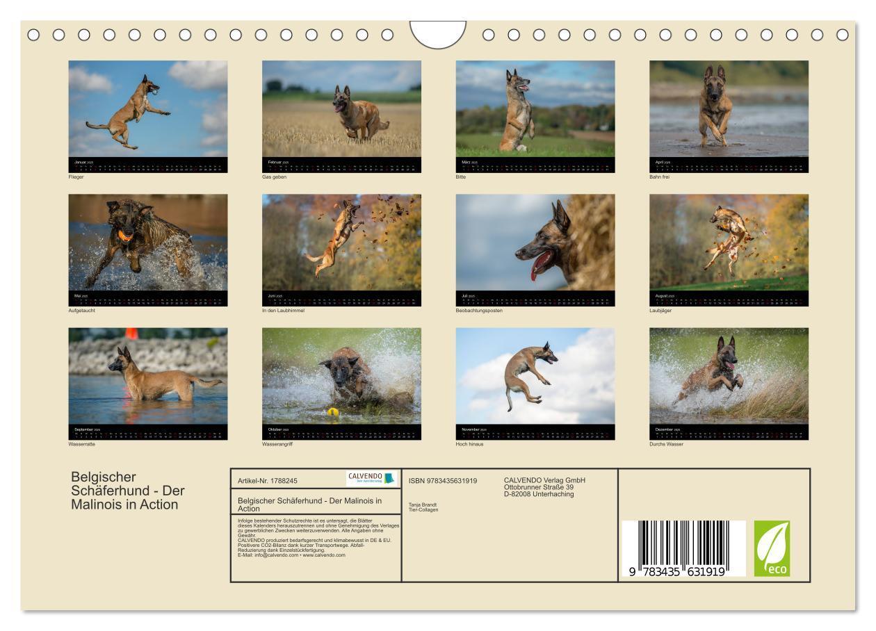 Bild: 9783435631919 | Belgischer Schäferhund - Der Malinois in Action (Wandkalender 2025...