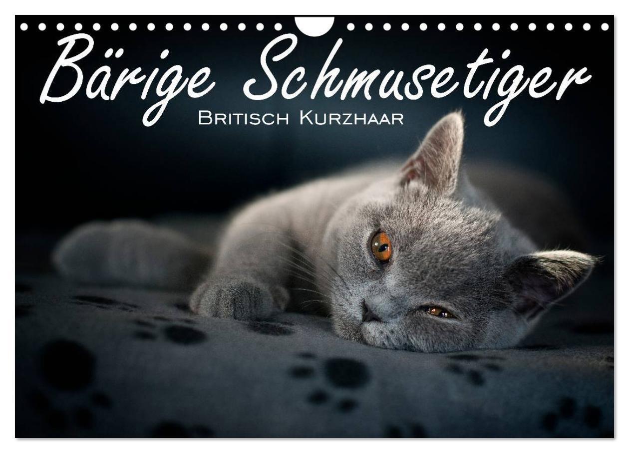 Cover: 9783435739561 | Bärige Schmusetiger - Britisch Kurzhaar / CH-Version (Wandkalender...