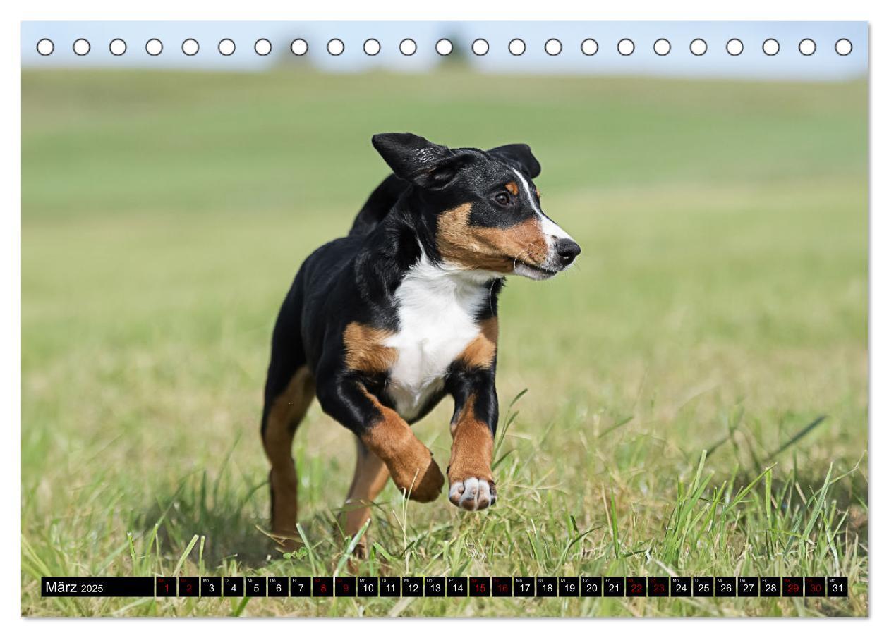 Bild: 9783383850127 | Appenzeller Sennenhunde - Fröhliche Kameraden (Tischkalender 2025...