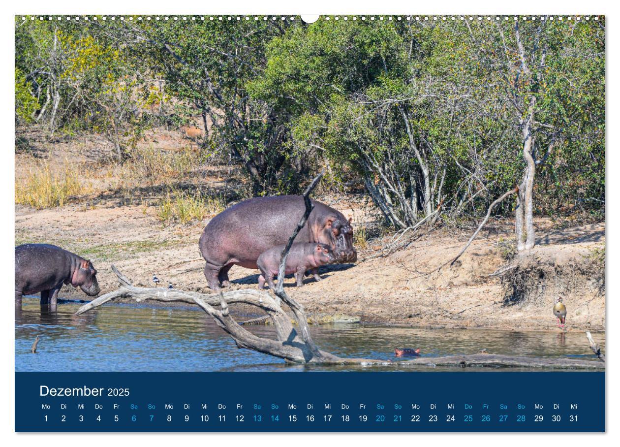 Bild: 9783435021130 | Nilpferde, Kolosse in Afrika (Wandkalender 2025 DIN A2 quer),...