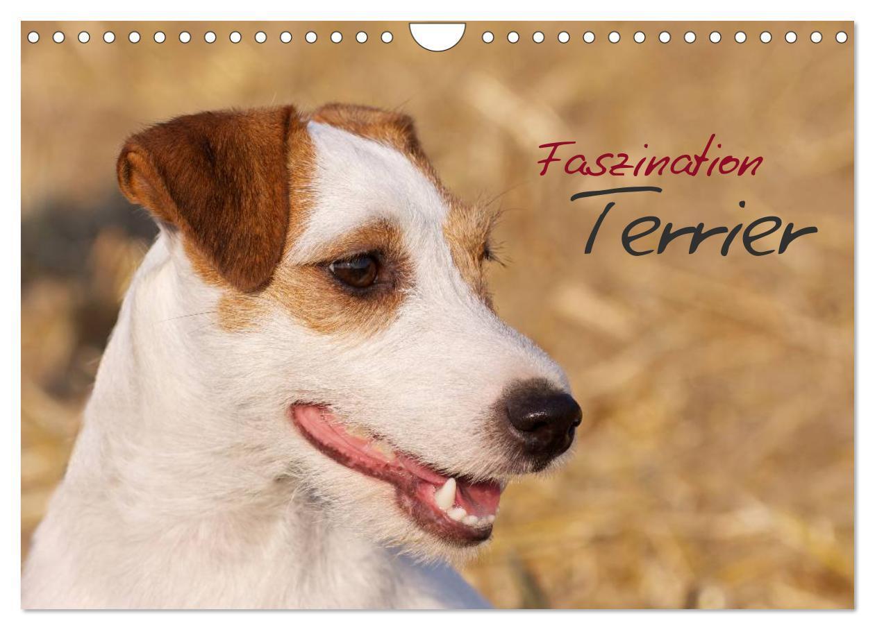 Cover: 9783435634057 | Faszination Terrier (Wandkalender 2025 DIN A4 quer), CALVENDO...