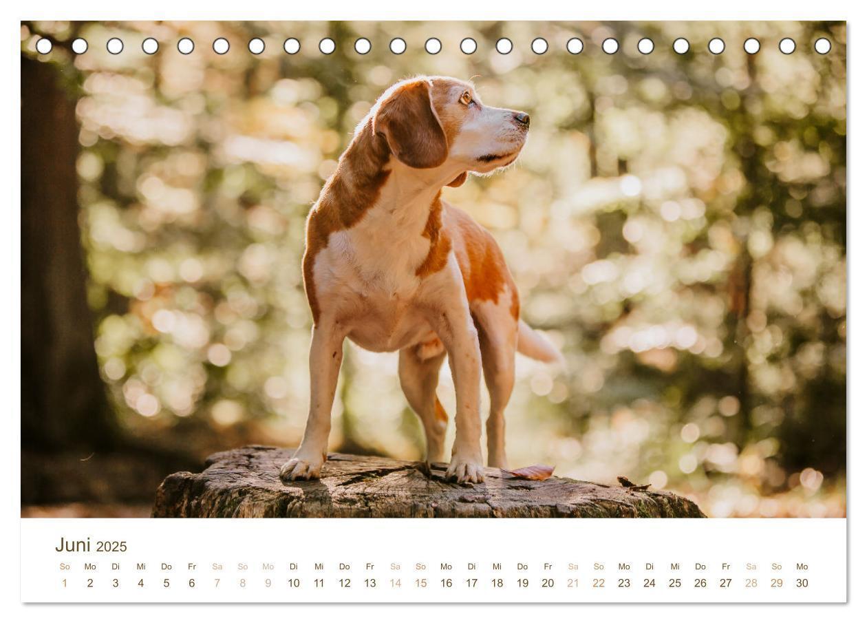 Bild: 9783435016112 | Beagle - Unser treuer Begleiter (Tischkalender 2025 DIN A5 quer),...