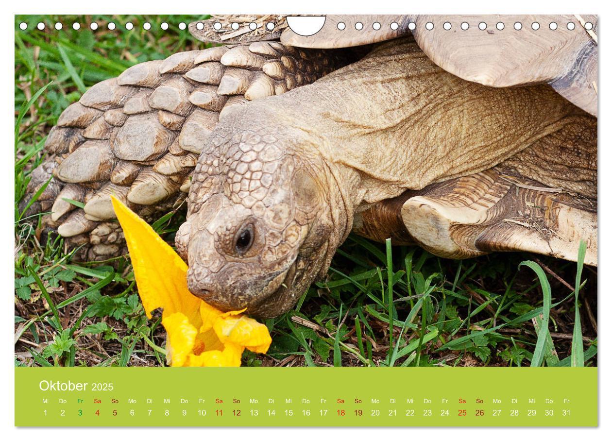 Bild: 9783435315895 | Meine Schildkröten (Wandkalender 2025 DIN A4 quer), CALVENDO...