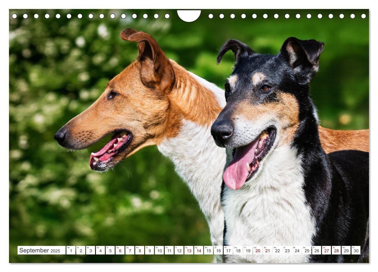 Bild: 9783457153178 | Ein Freund fürs Leben - Smooth Collie (Wandkalender 2025 DIN A4...