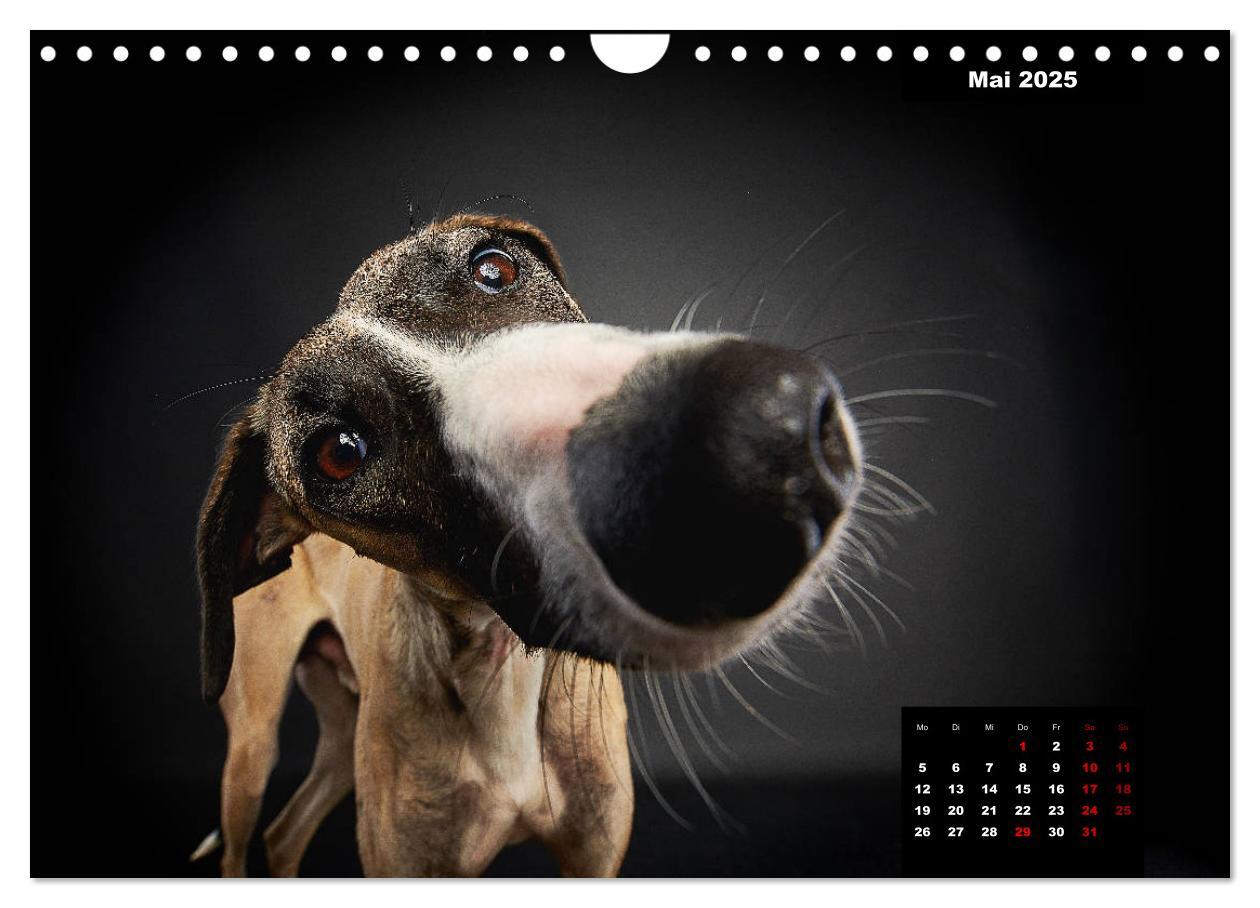 Bild: 9783435228911 | Die Stimme der Windhunde (Wandkalender 2025 DIN A4 quer), CALVENDO...