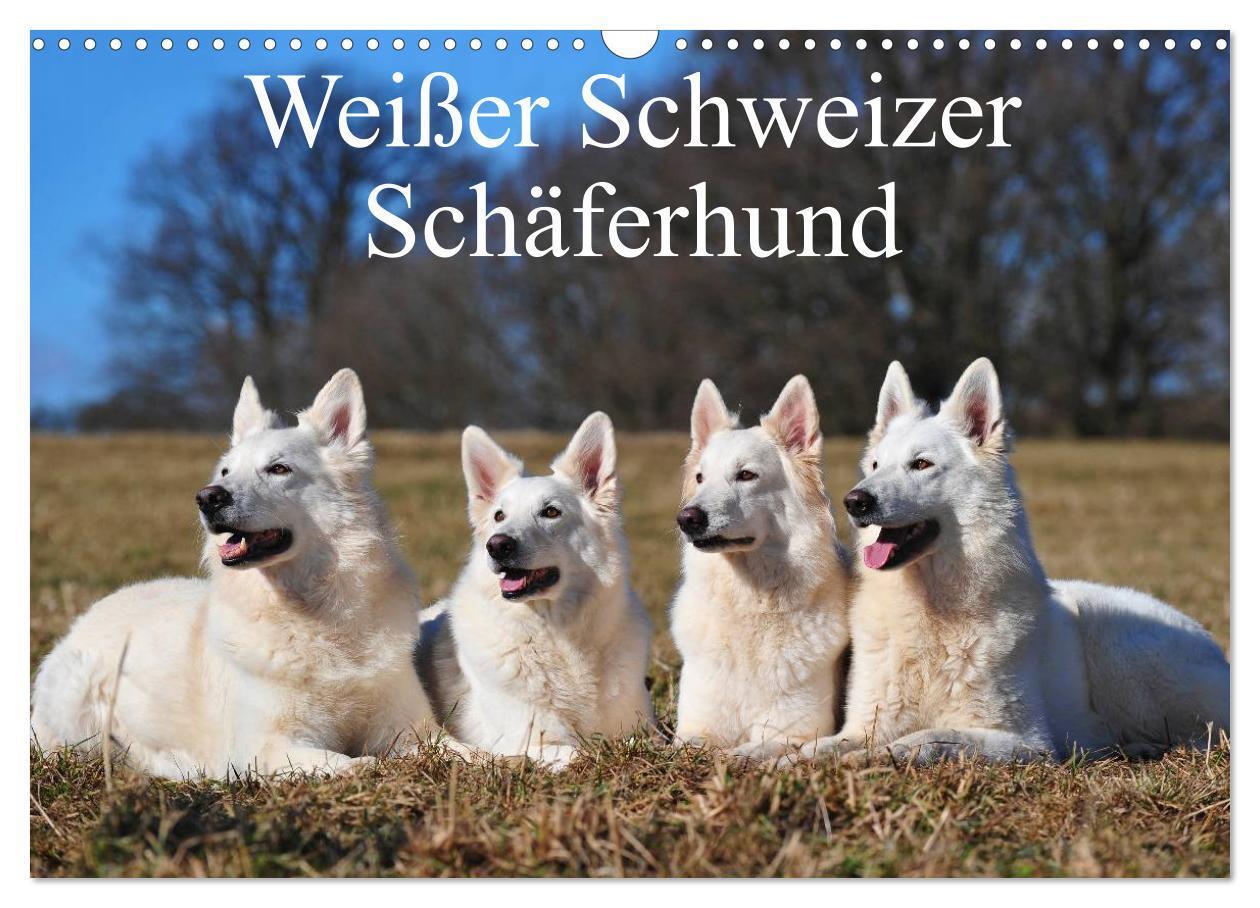 Cover: 9783675588844 | Weißer Schweizer Schäferhund (Wandkalender 2024 DIN A3 quer),...