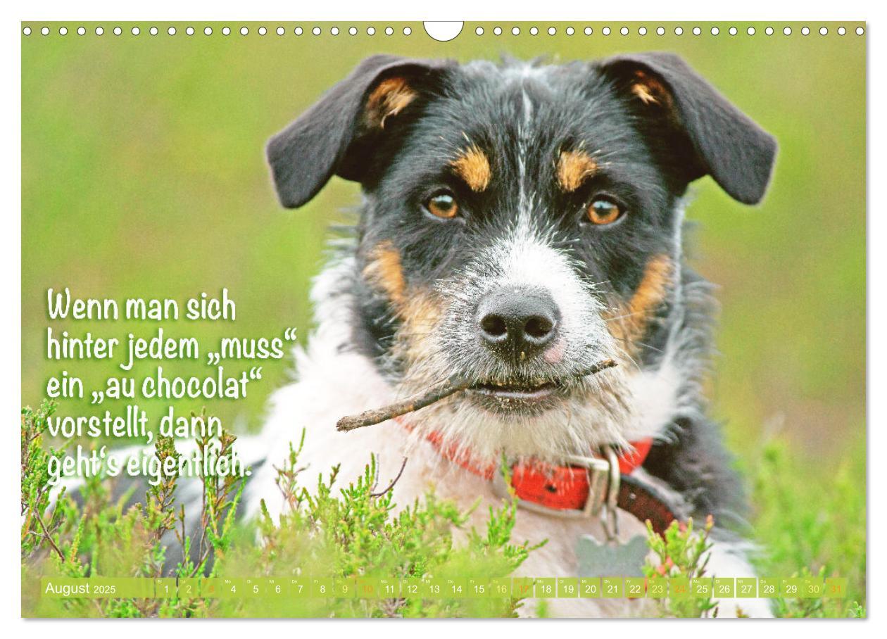 Bild: 9783457199794 | Jack Russell Terrier: flink und verspielt (Wandkalender 2025 DIN A3...