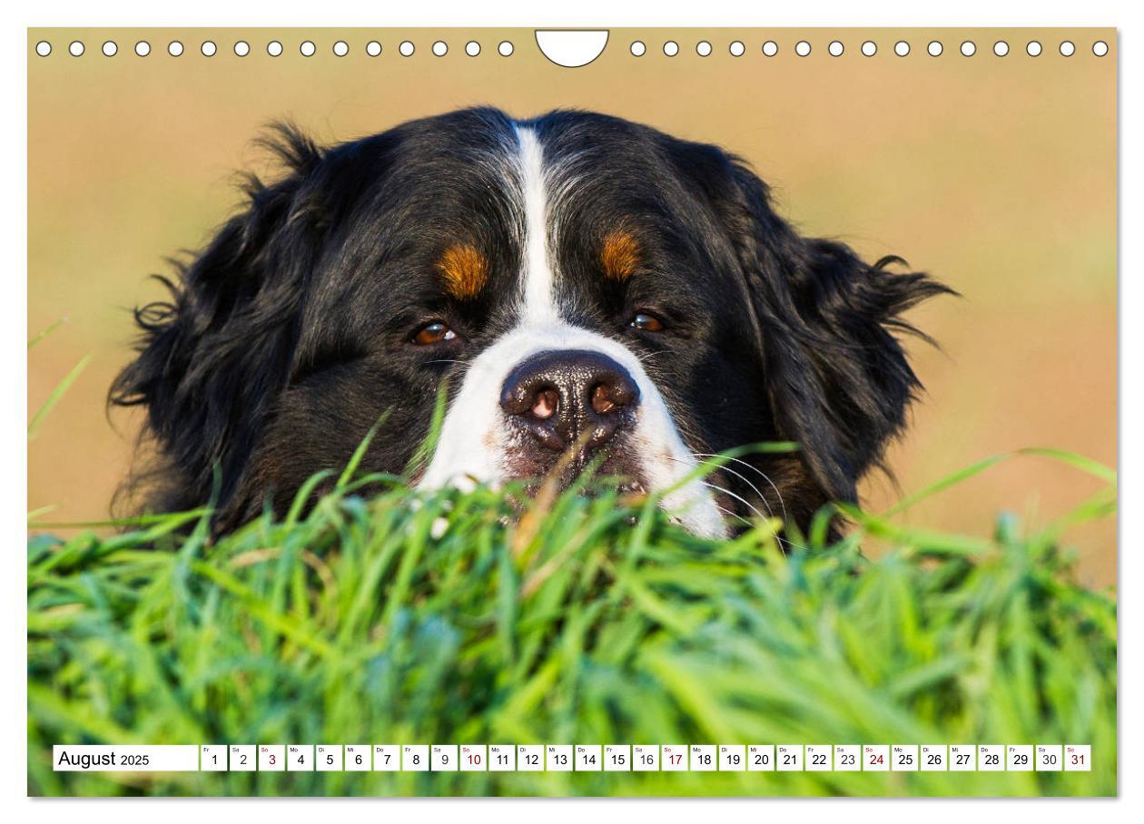 Bild: 9783435381258 | Faszinierende Schönheit Berner Sennenhund (Wandkalender 2025 DIN A4...