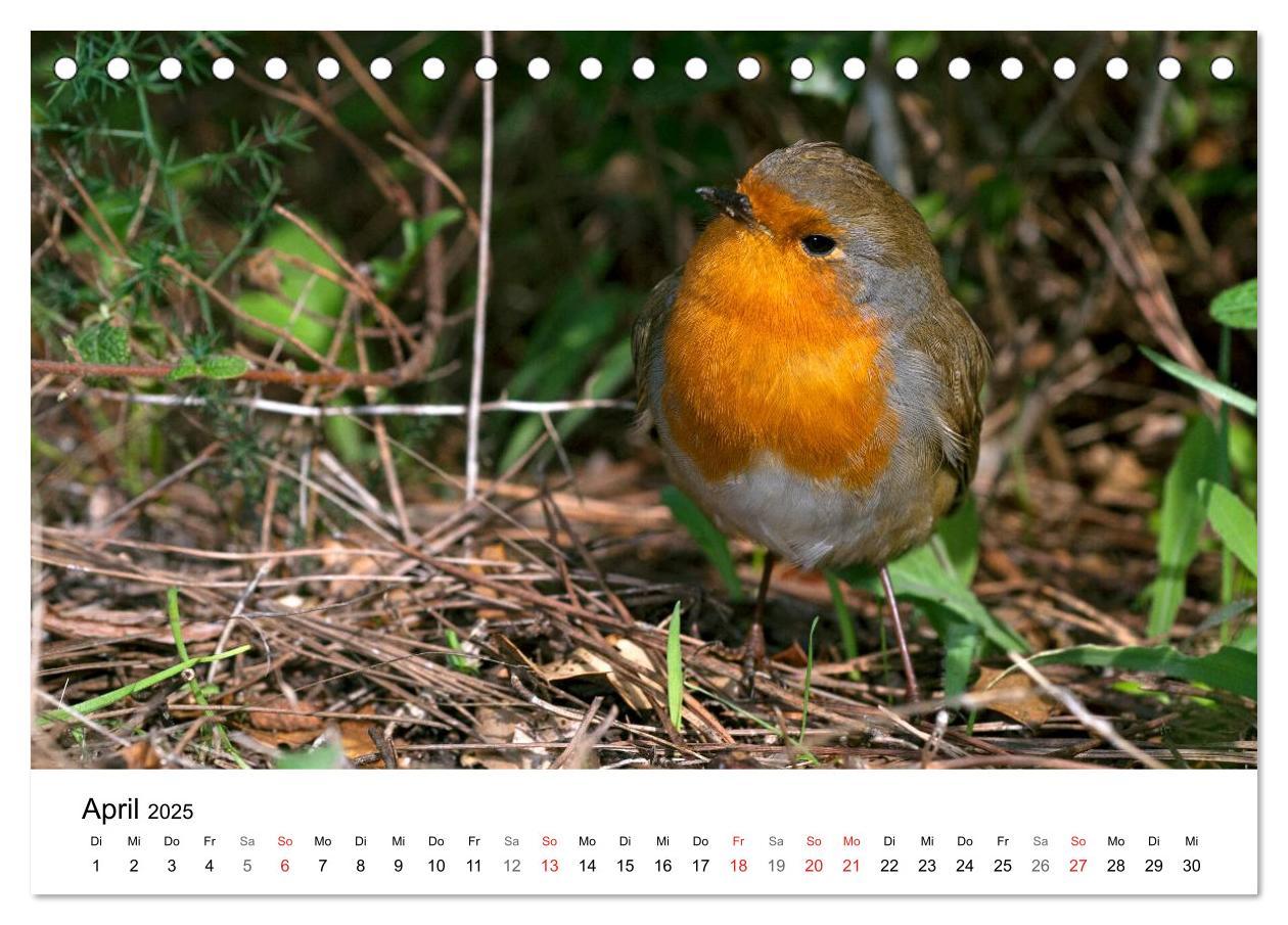 Bild: 9783435679072 | Heimische Tierwelt (Tischkalender 2025 DIN A5 quer), CALVENDO...