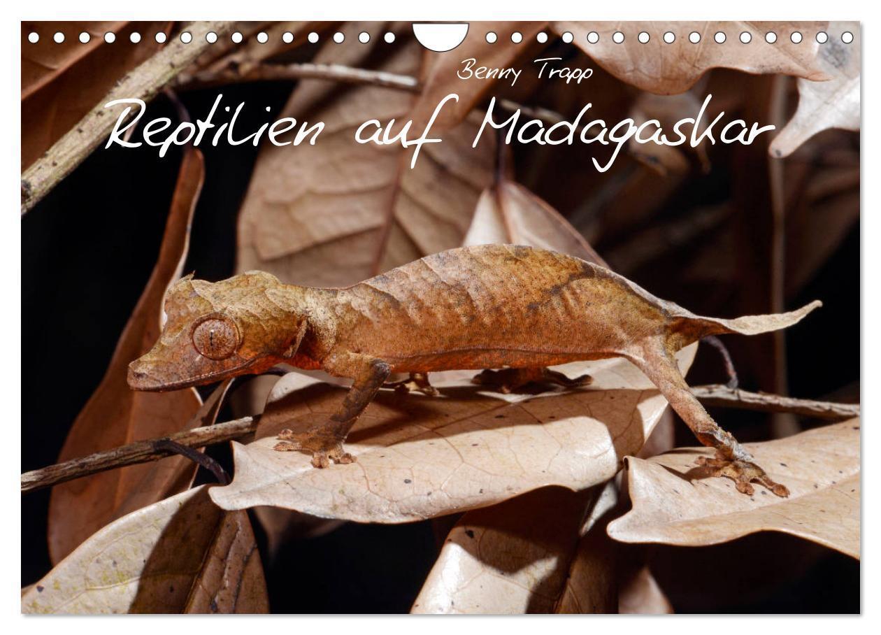Cover: 9783383054143 | Reptilien auf Madagaskar (Wandkalender 2024 DIN A4 quer), CALVENDO...