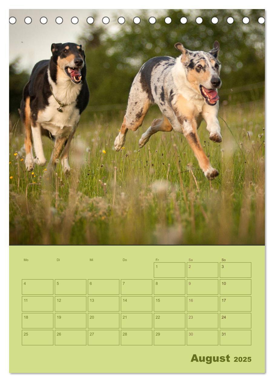 Bild: 9783457051276 | Kurzhaarcollies (Tischkalender 2025 DIN A5 hoch), CALVENDO...