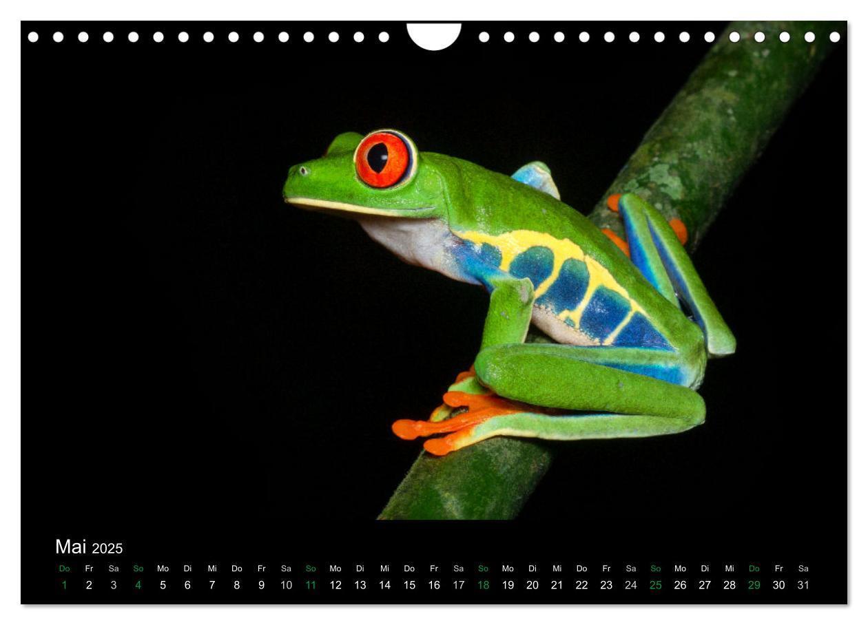 Bild: 9783435491520 | Costa Rica - Faszination Frösche (Wandkalender 2025 DIN A4 quer),...