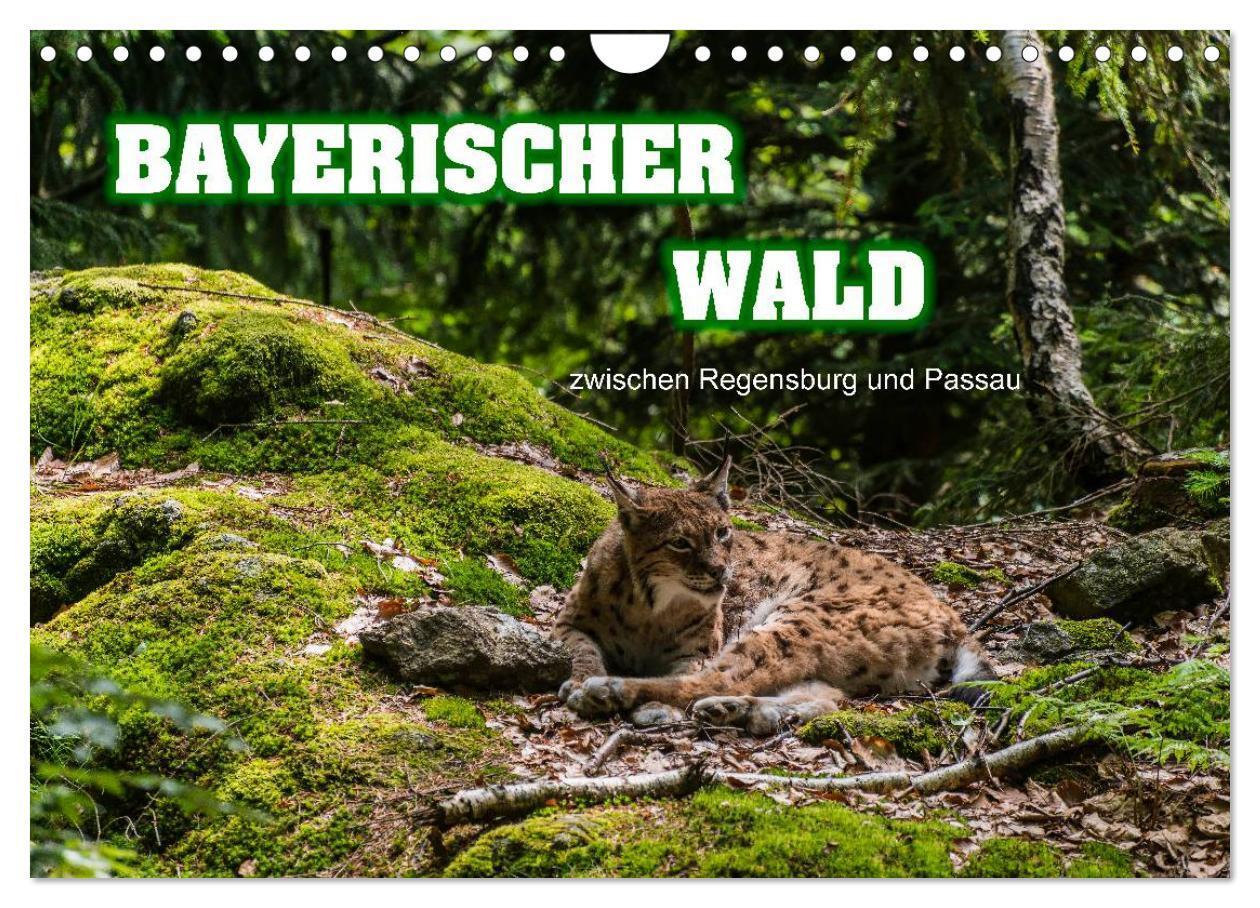 Cover: 9783435722778 | Bayerischer Wald (Wandkalender 2025 DIN A4 quer), CALVENDO...