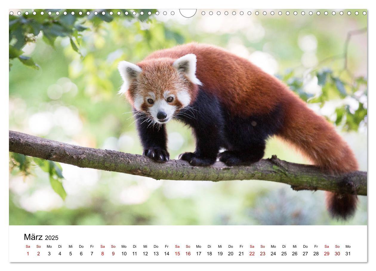 Bild: 9783435330140 | Rote Pandas - geschickte Kletterer (Wandkalender 2025 DIN A3 quer),...