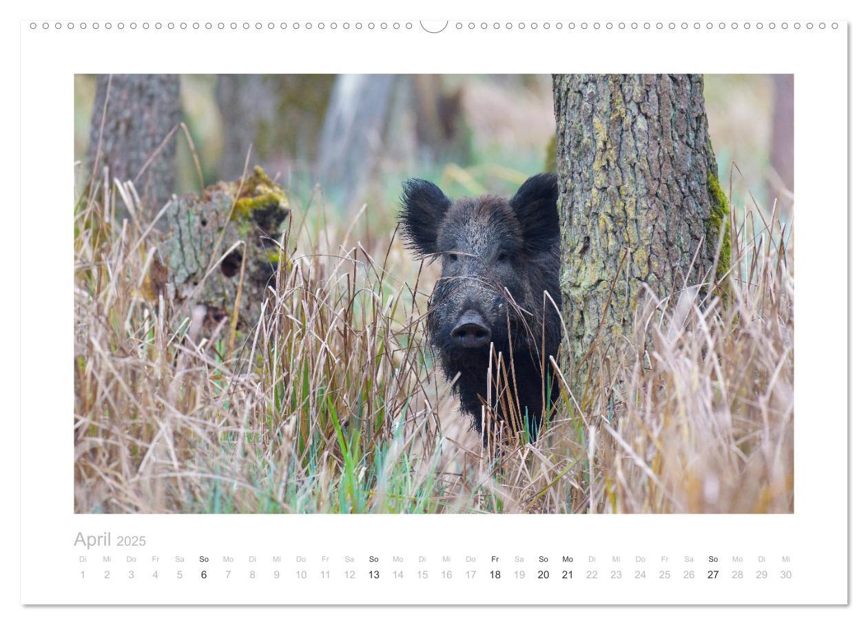 Bild: 9783383947681 | Wildschweine ¿ Wildlife Fotografien (Wandkalender 2025 DIN A2...