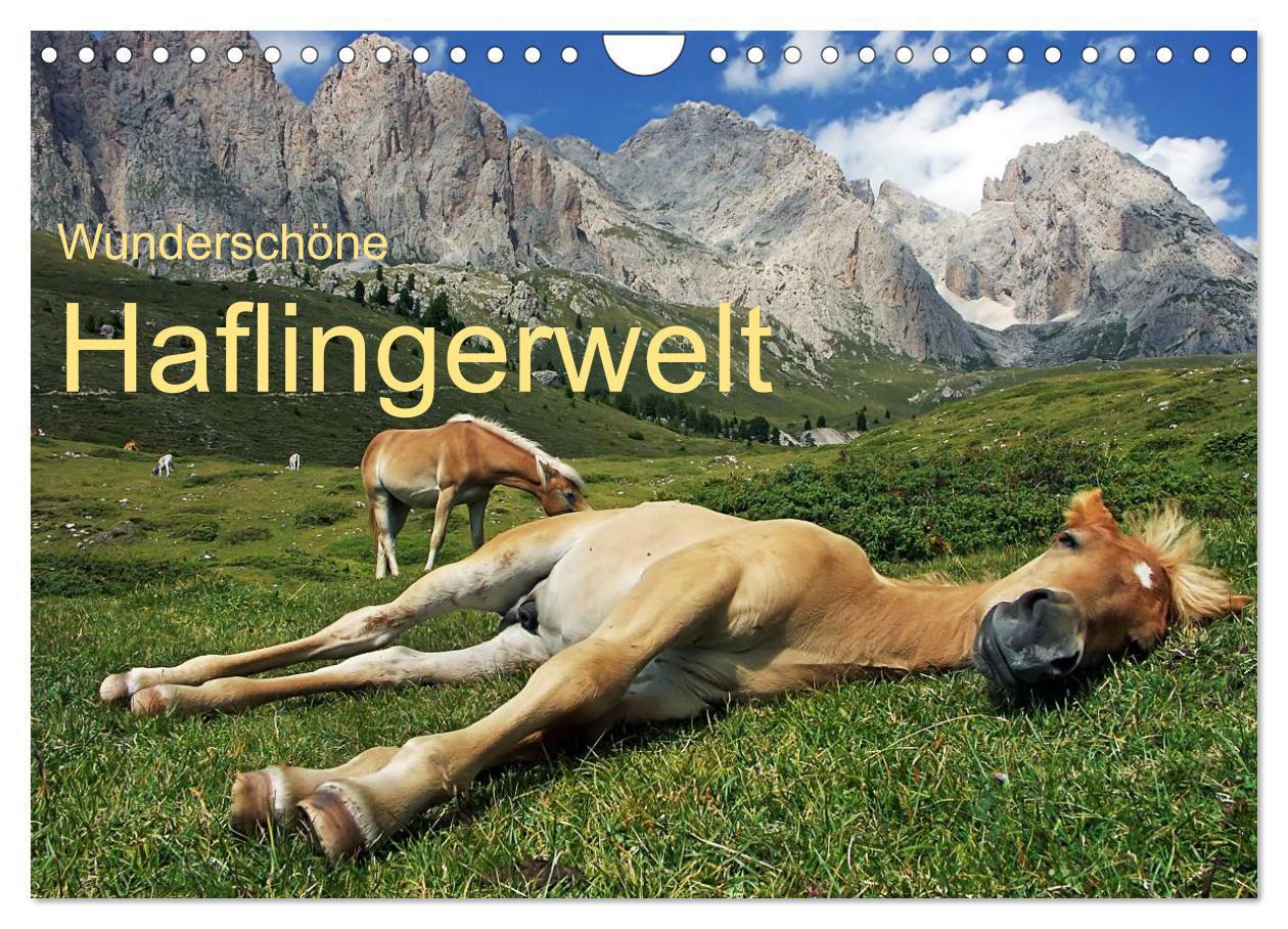 Cover: 9783675468955 | Wunderschöne Haflingerwelt (Wandkalender 2024 DIN A4 quer),...