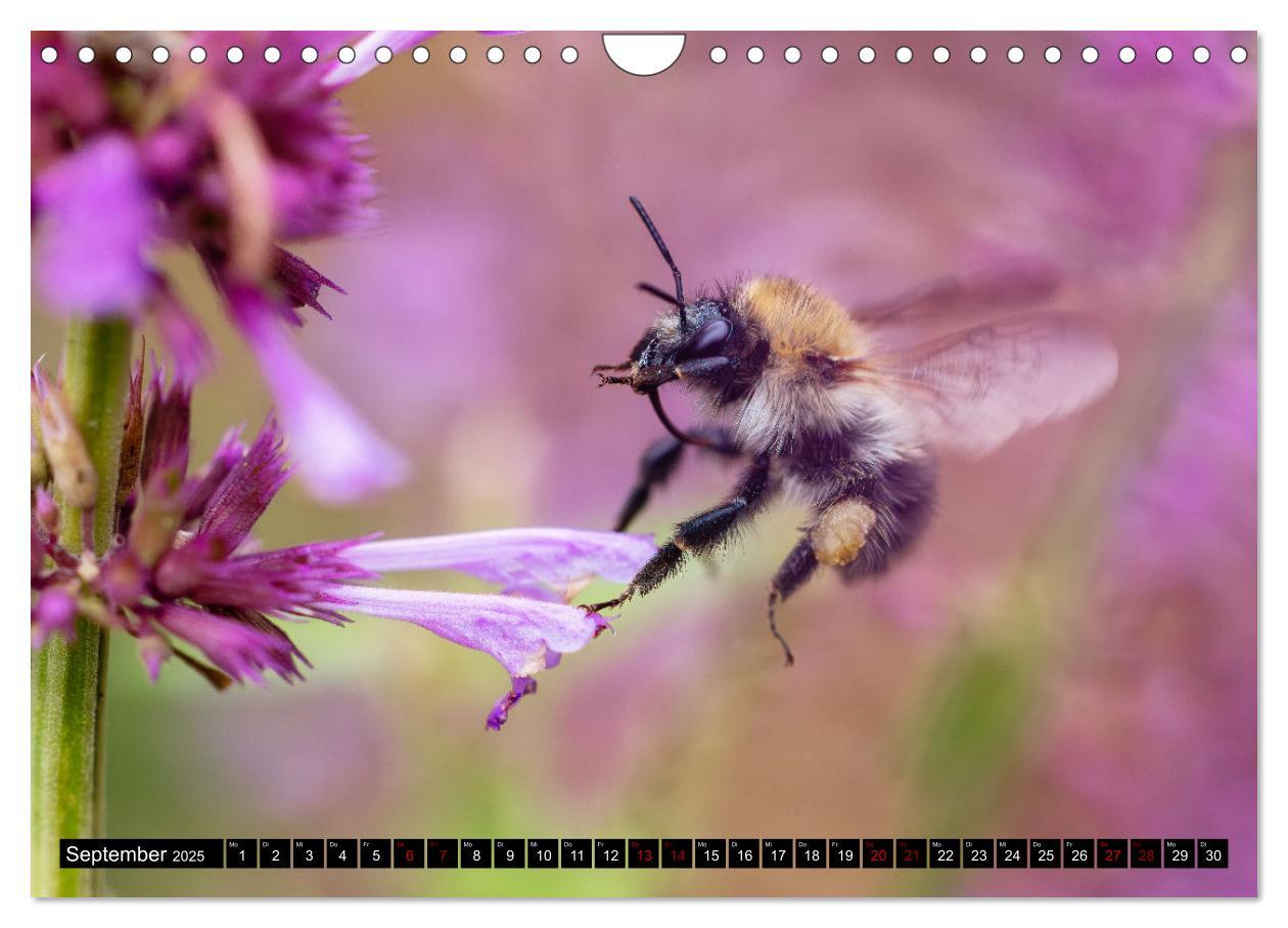 Bild: 9783383839030 | Hummeln - Flugaufnahmen eines faszinierenden Insekts (Wandkalender...