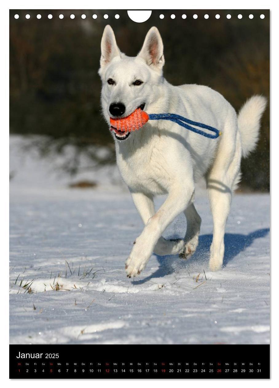 Bild: 9783457078181 | Deutscher Schäferhund (Wandkalender 2025 DIN A4 hoch), CALVENDO...