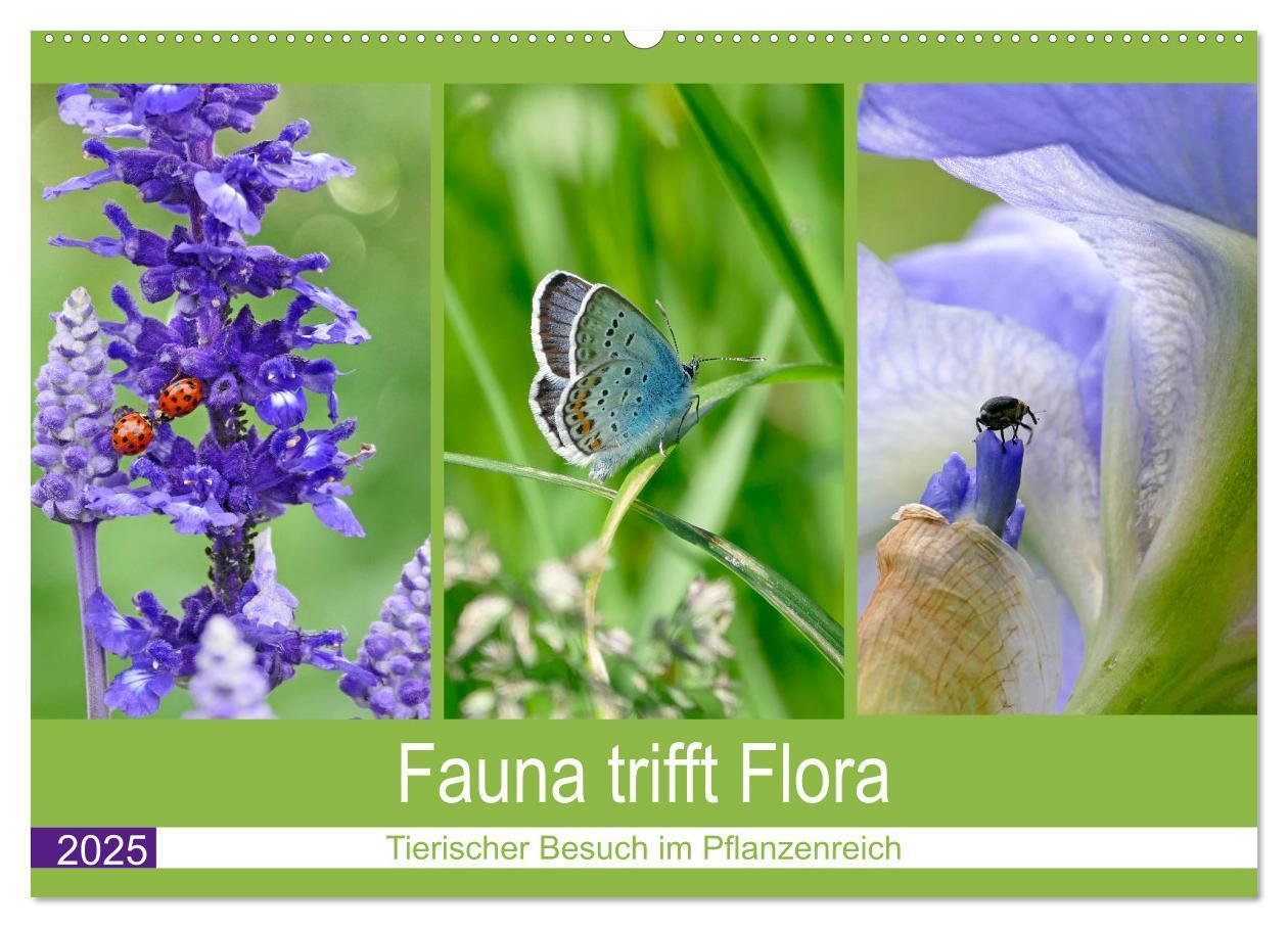 Cover: 9783435222216 | Fauna trifft Flora - Tierischer Besuch im Pflanzenreich...