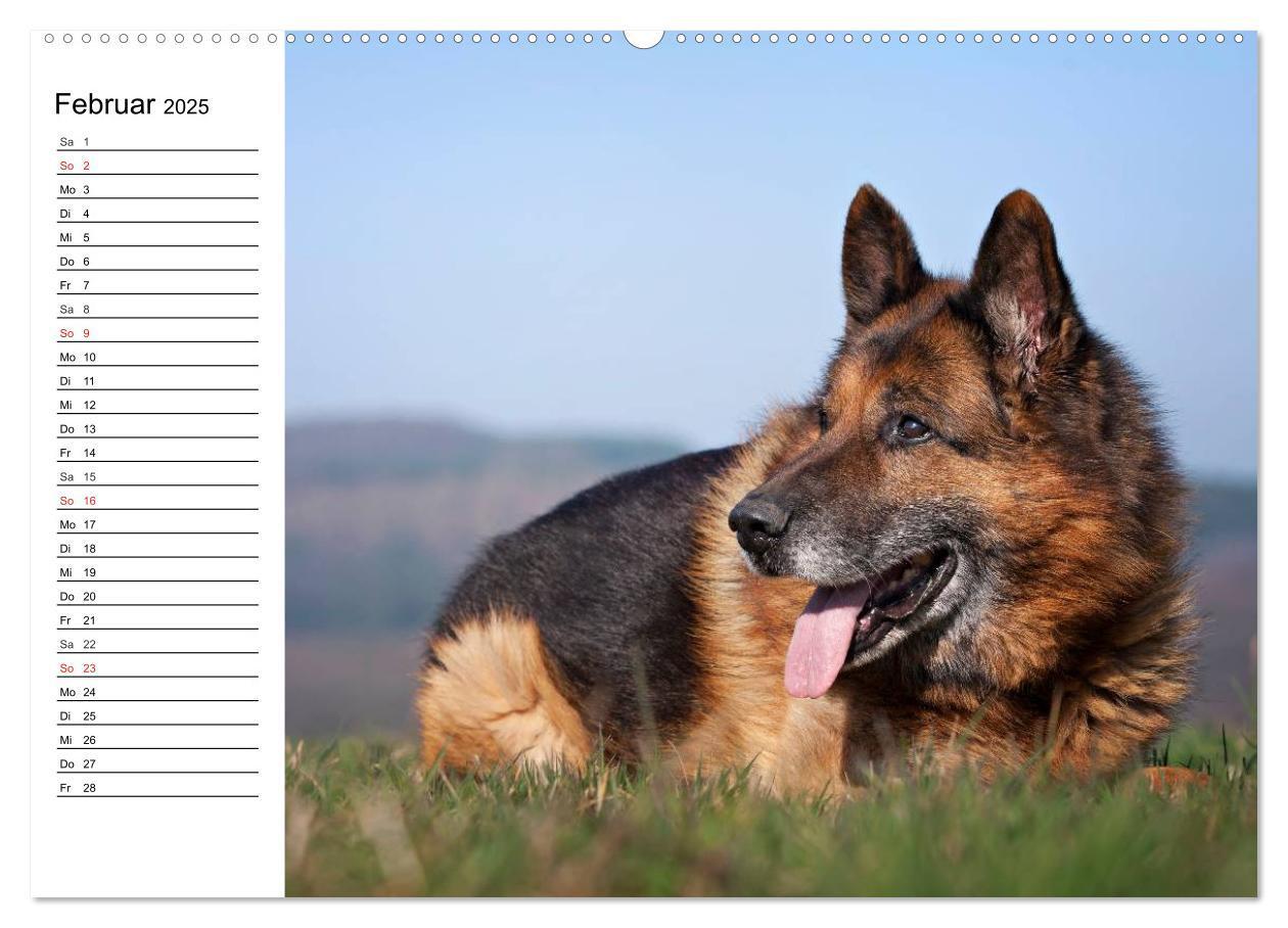 Bild: 9783435473465 | Deutsche Schäferhunde - Liebenswerte Graunasen (Wandkalender 2025...