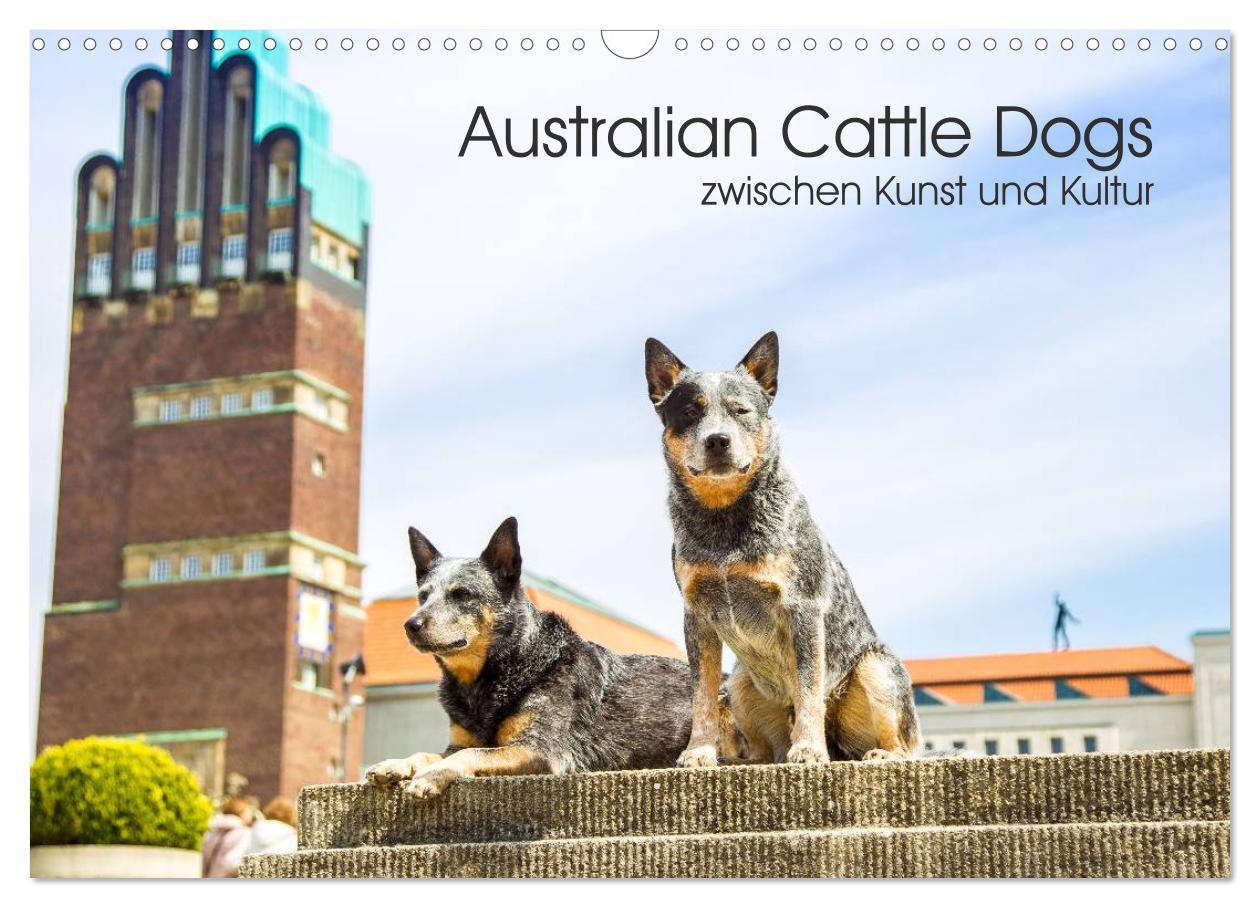 Cover: 9783435463558 | Australian Cattle Dogs zwischen Kunst und Kultur (Wandkalender 2025...