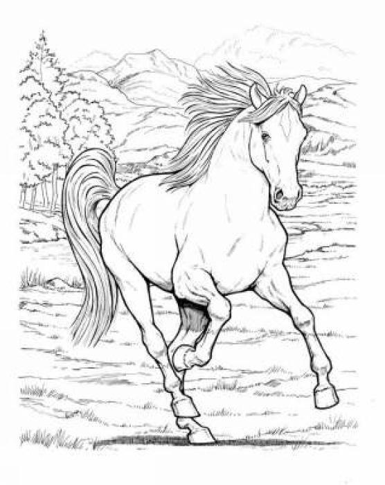 Cover: 9780486444659 | Wonderful World of Horses Coloring Book | John Green (u. a.) | Buch